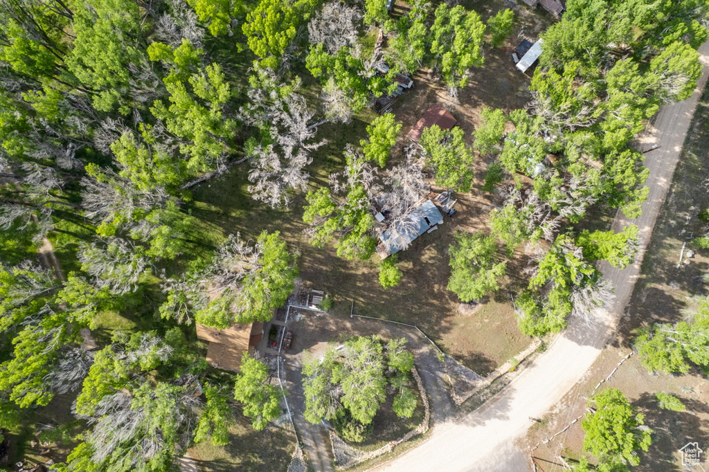 Bird\'s eye view