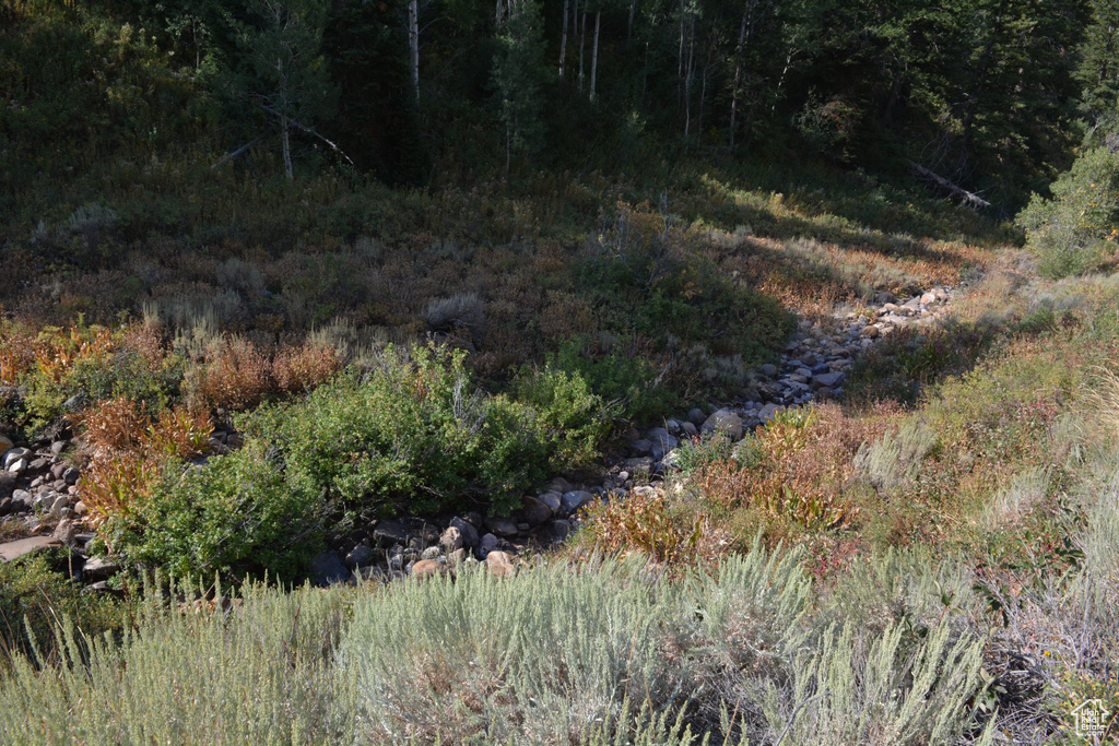 View of wooded area