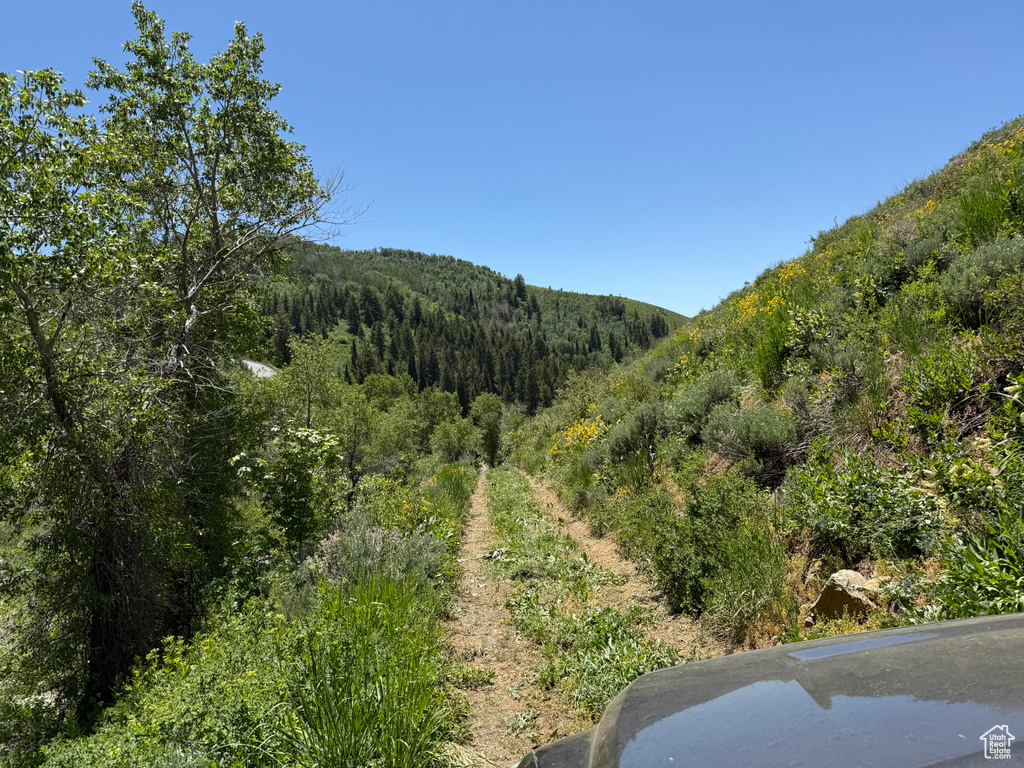 View of mountain background with a forest