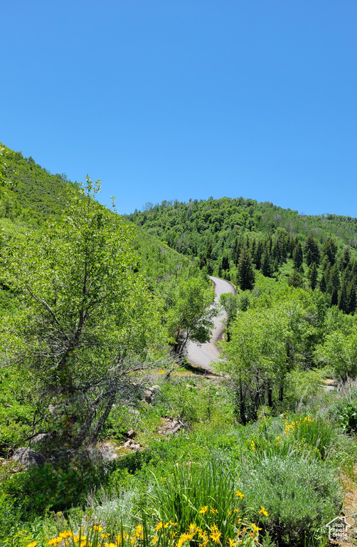 View of tree filled area