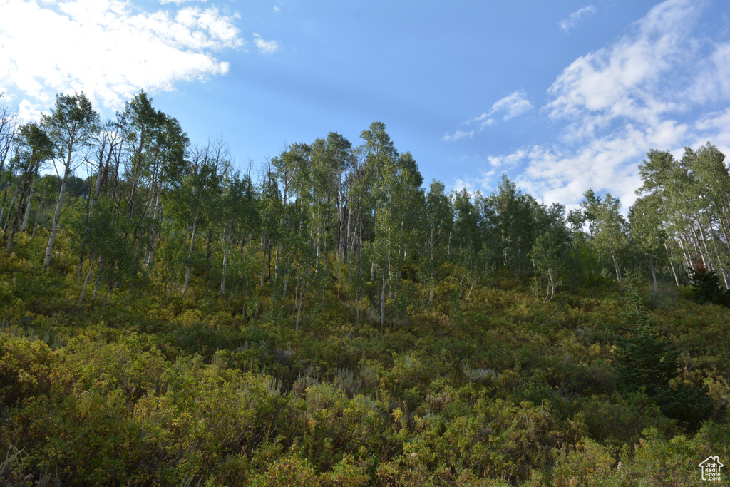 View of woods