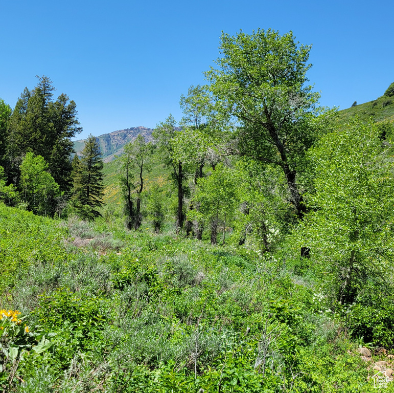View of local wilderness with a mountain backdrop