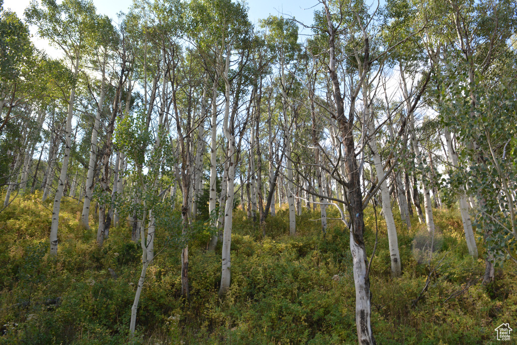 View of undeveloped land