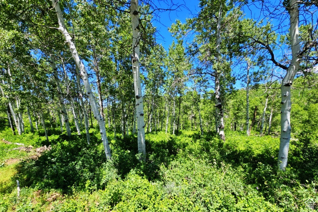 View of local wilderness