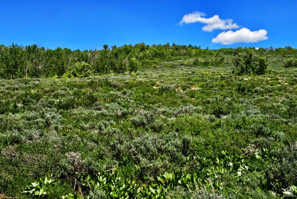 View of local wilderness
