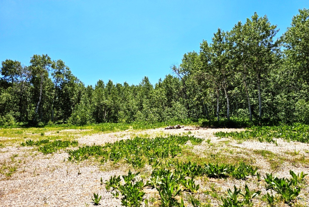 View of tree filled area