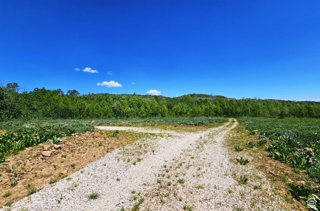 View of dirt / gravel road with a wooded view