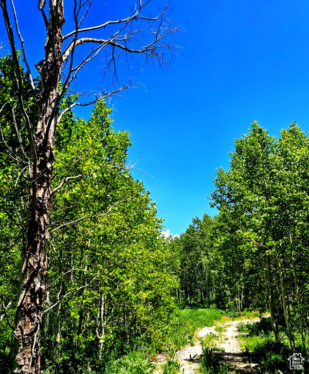 View of woods
