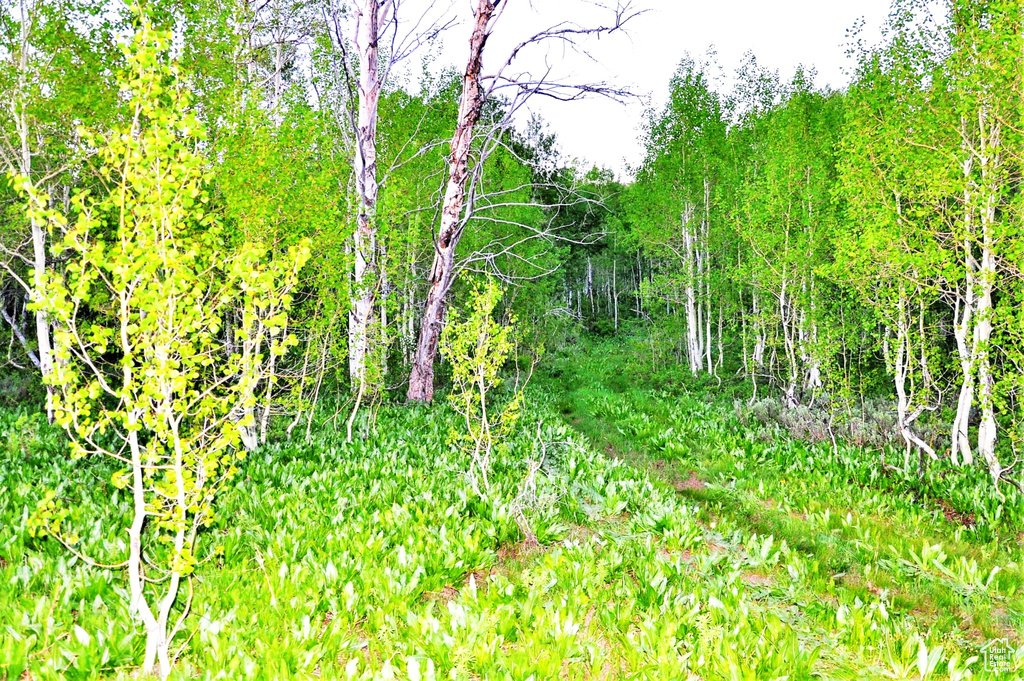 View of local wilderness