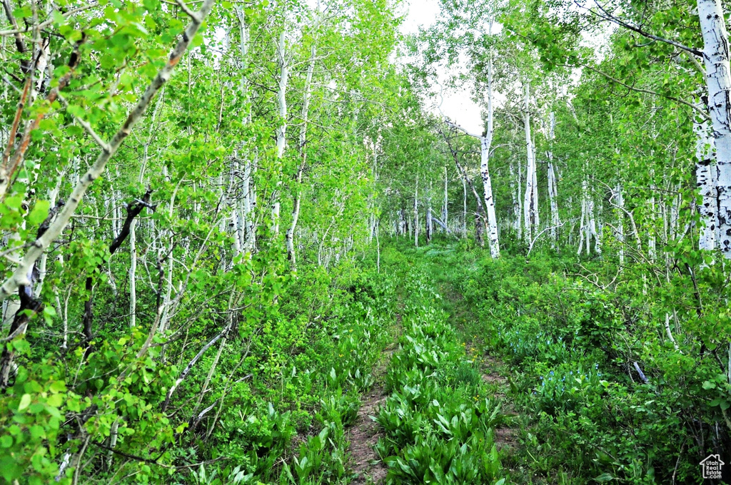 View of local wilderness