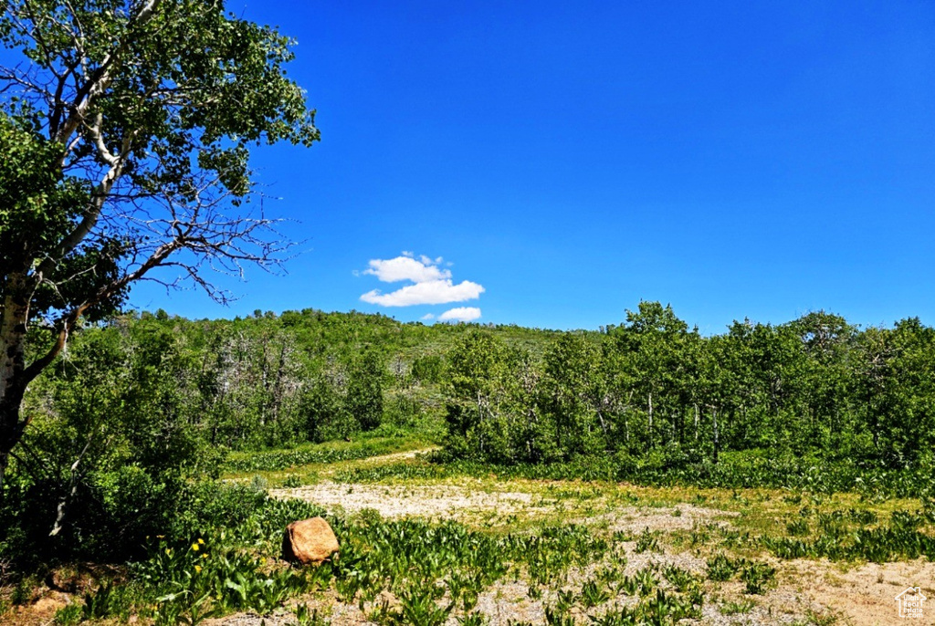 View of woods