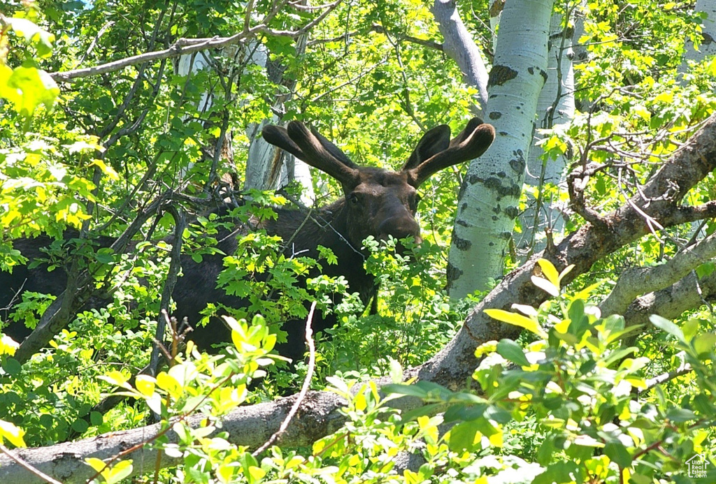 View of nature