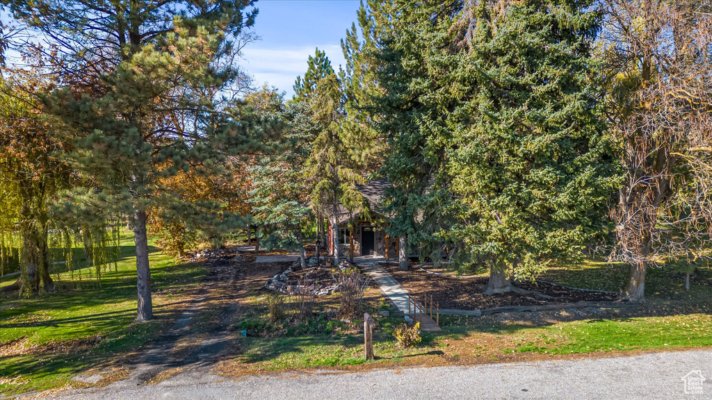 View of grassy yard