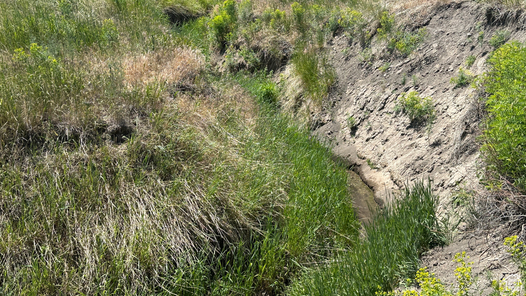 View of local wilderness