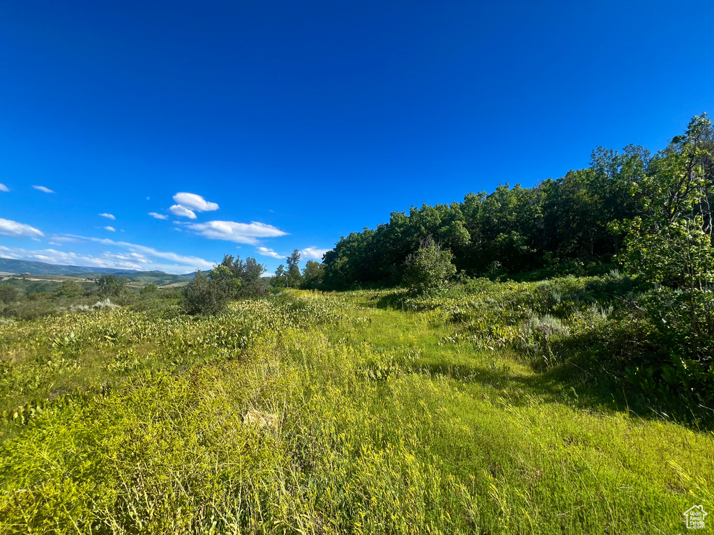 View of undeveloped land