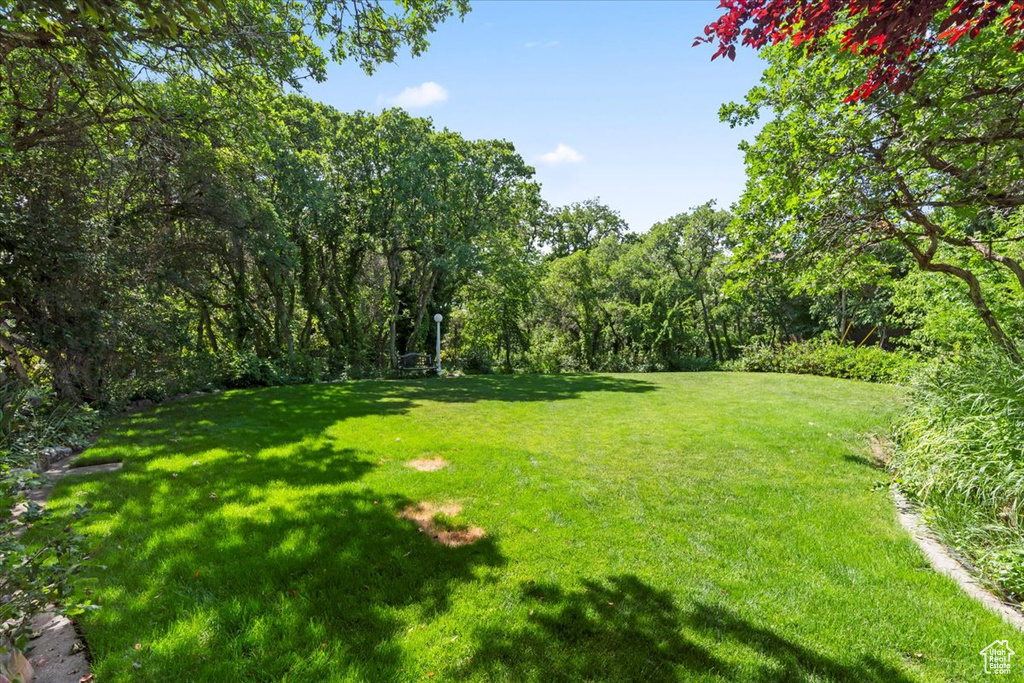 View of grassy yard