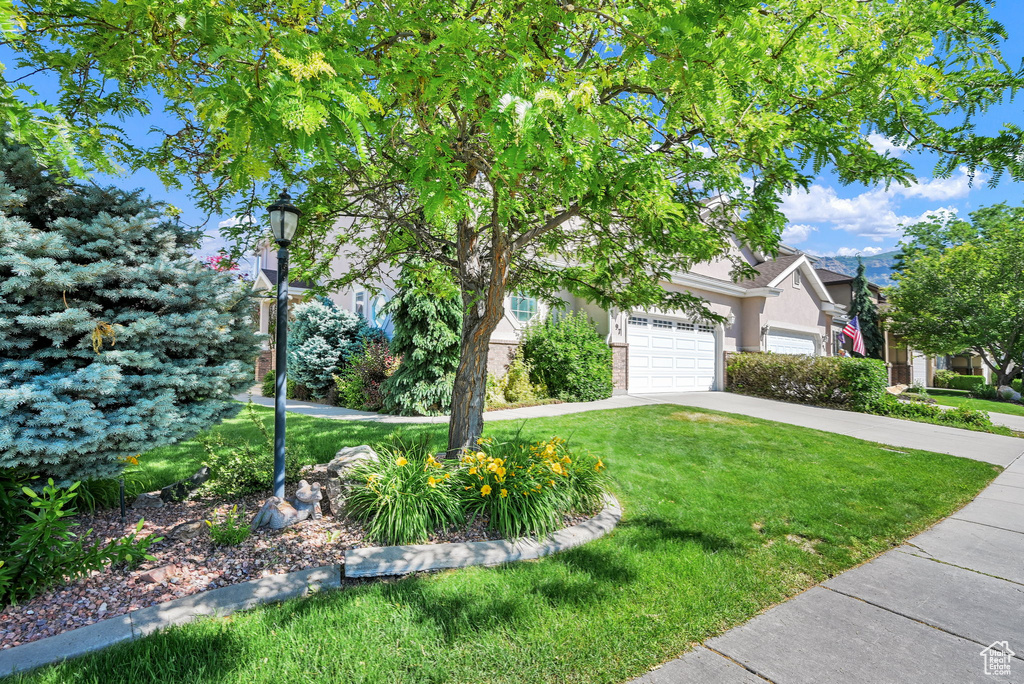 View of property hidden behind natural elements featuring driveway, a front lawn, an attached garage, and stucco siding