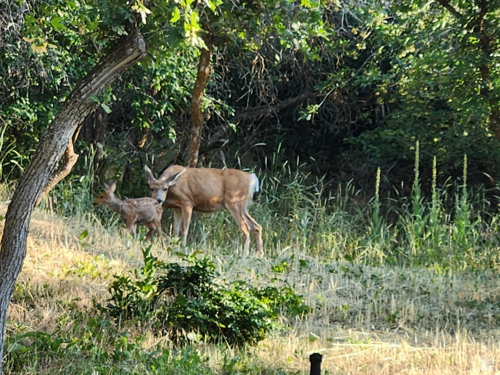 View of nature