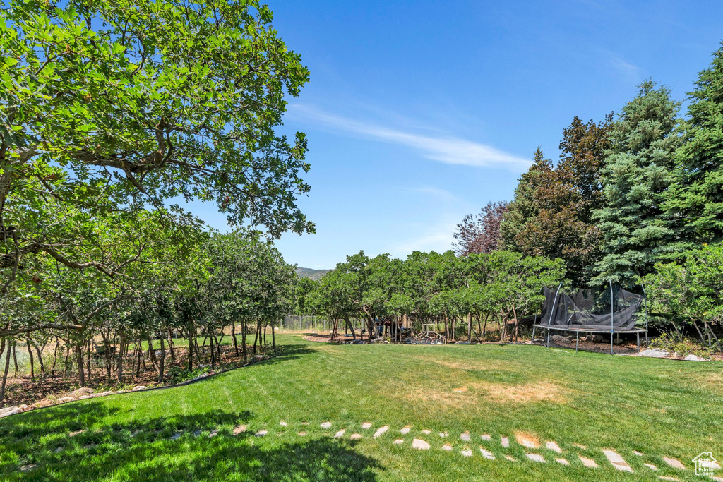 View of green lawn featuring a trampoline