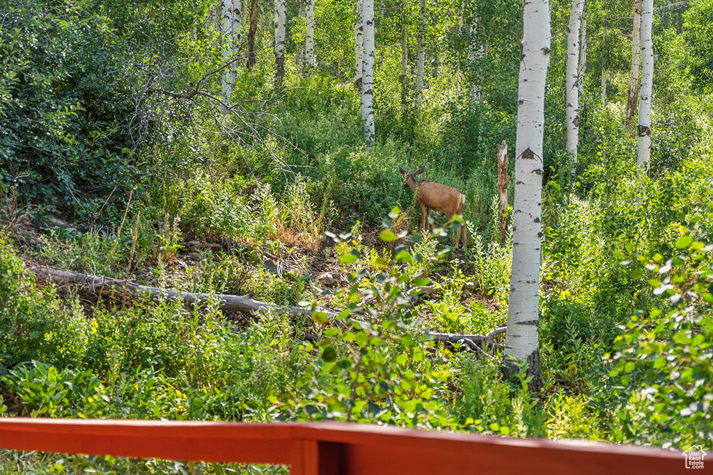 Exterior view of a forest