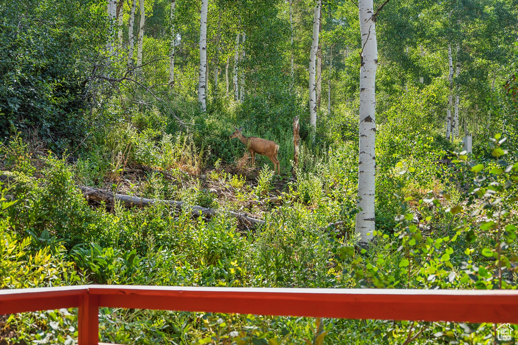 View of yard with a forest view
