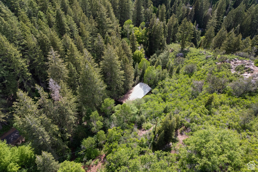 Drone / aerial view of a forest