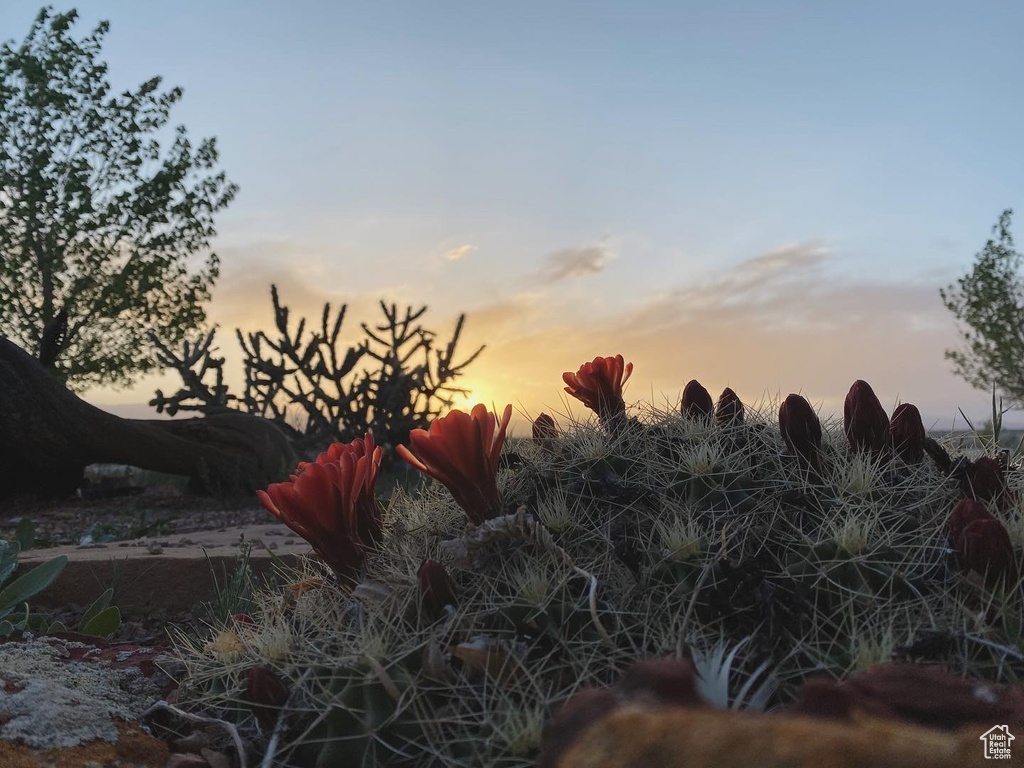View of nature at dusk