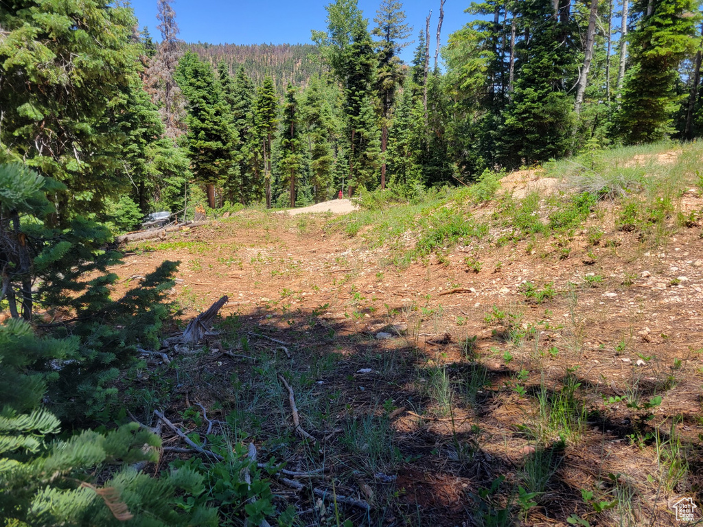 View of wooded area