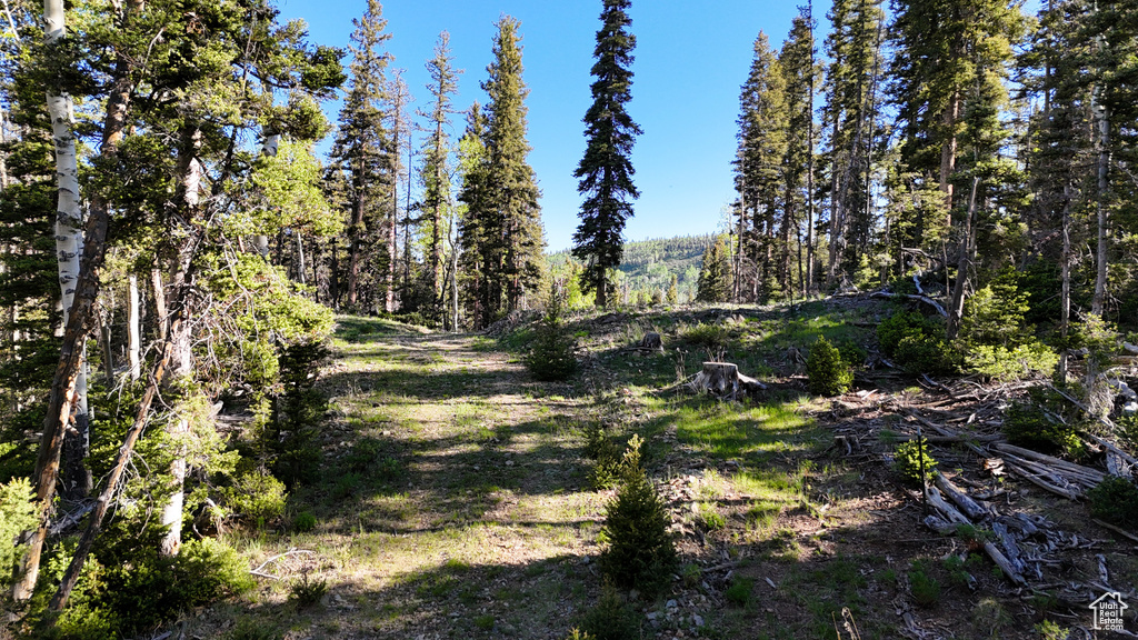 View of woods