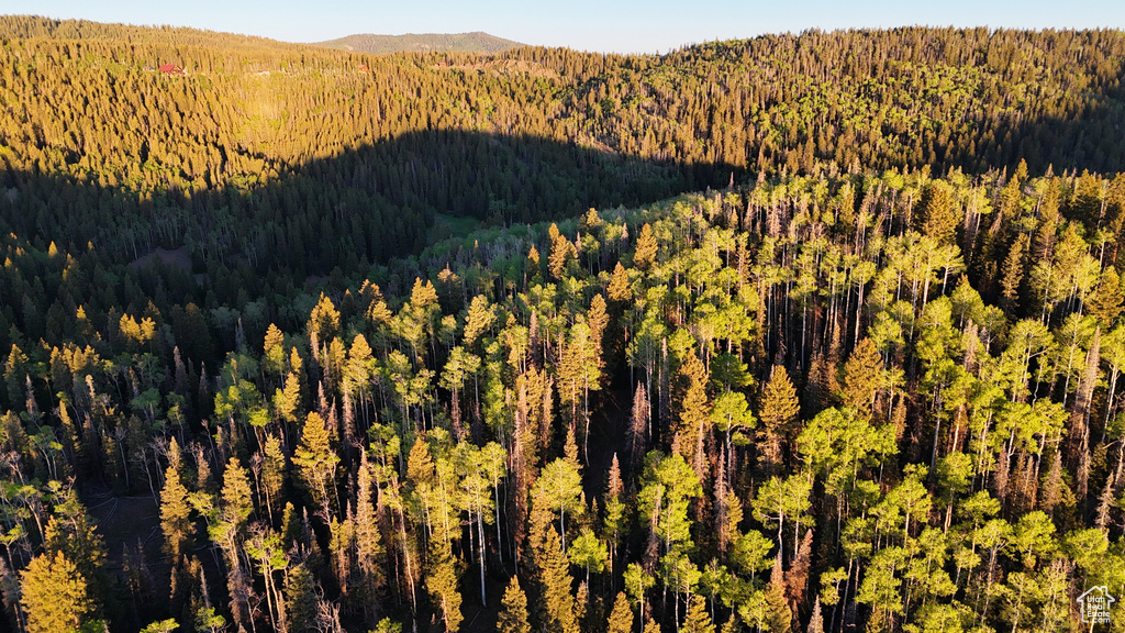 Mountain view with a forest