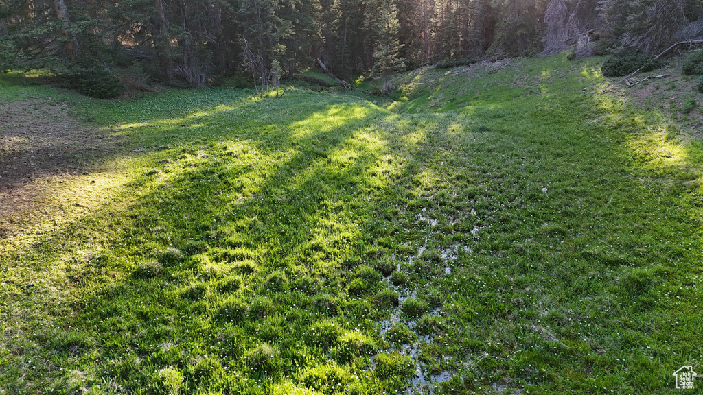 View of grassy yard