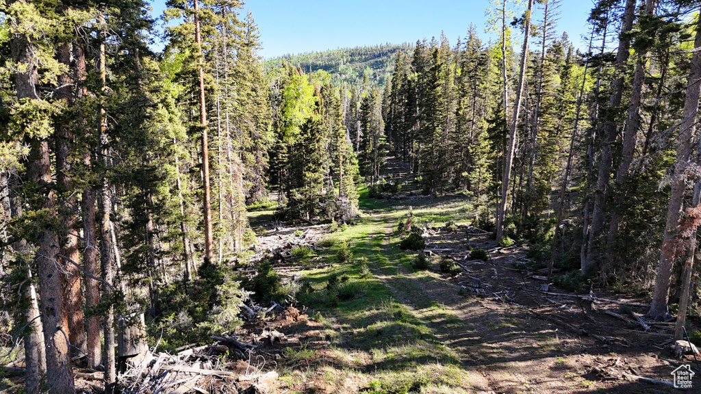 View of woods