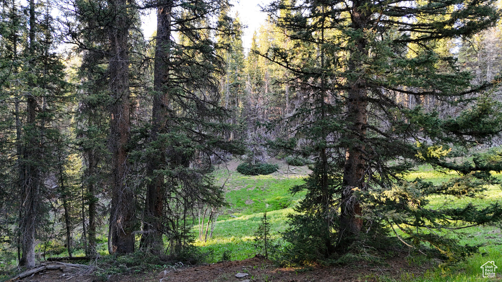 View of woods