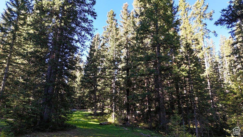 View of tree filled area