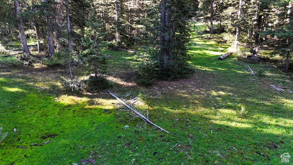 View of local wilderness