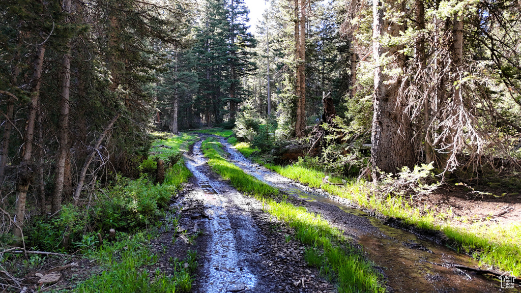 View of dirt / gravel road with a wooded view