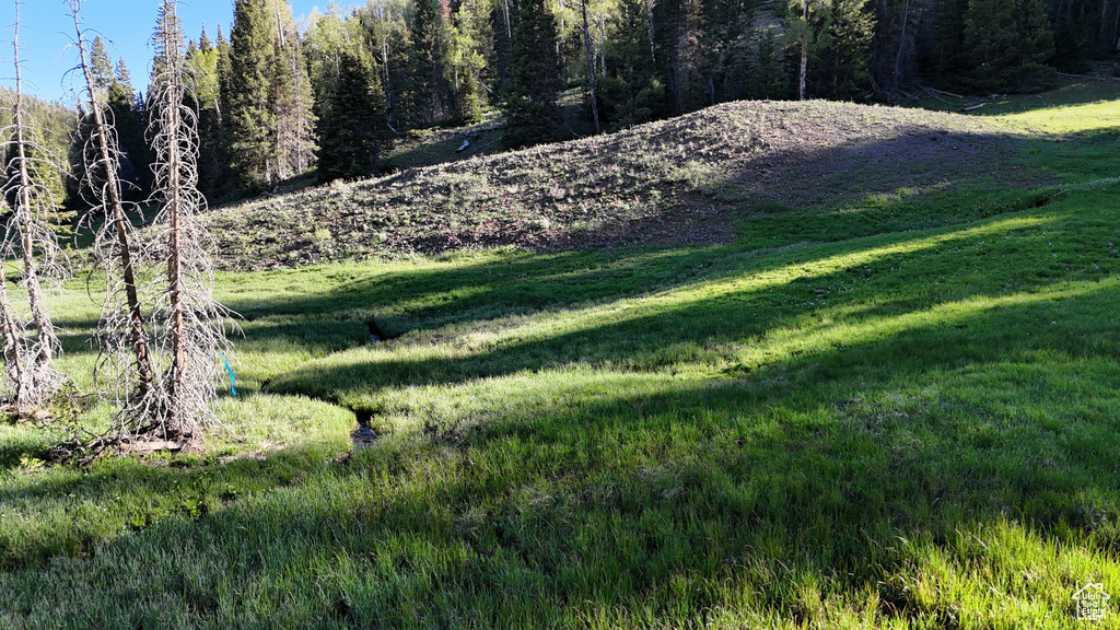 View of green lawn