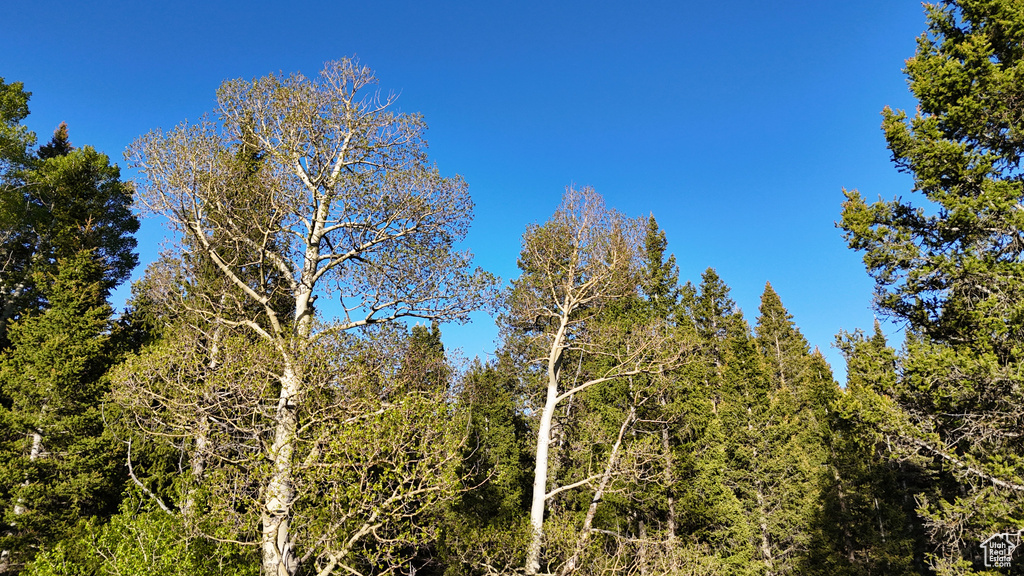 View of woods
