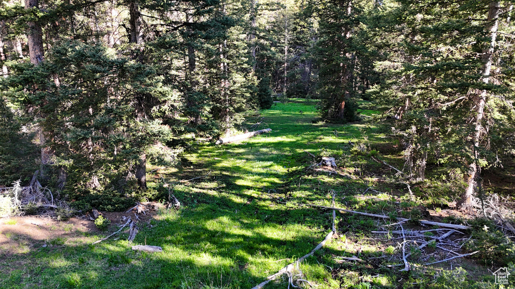 View of grassy yard