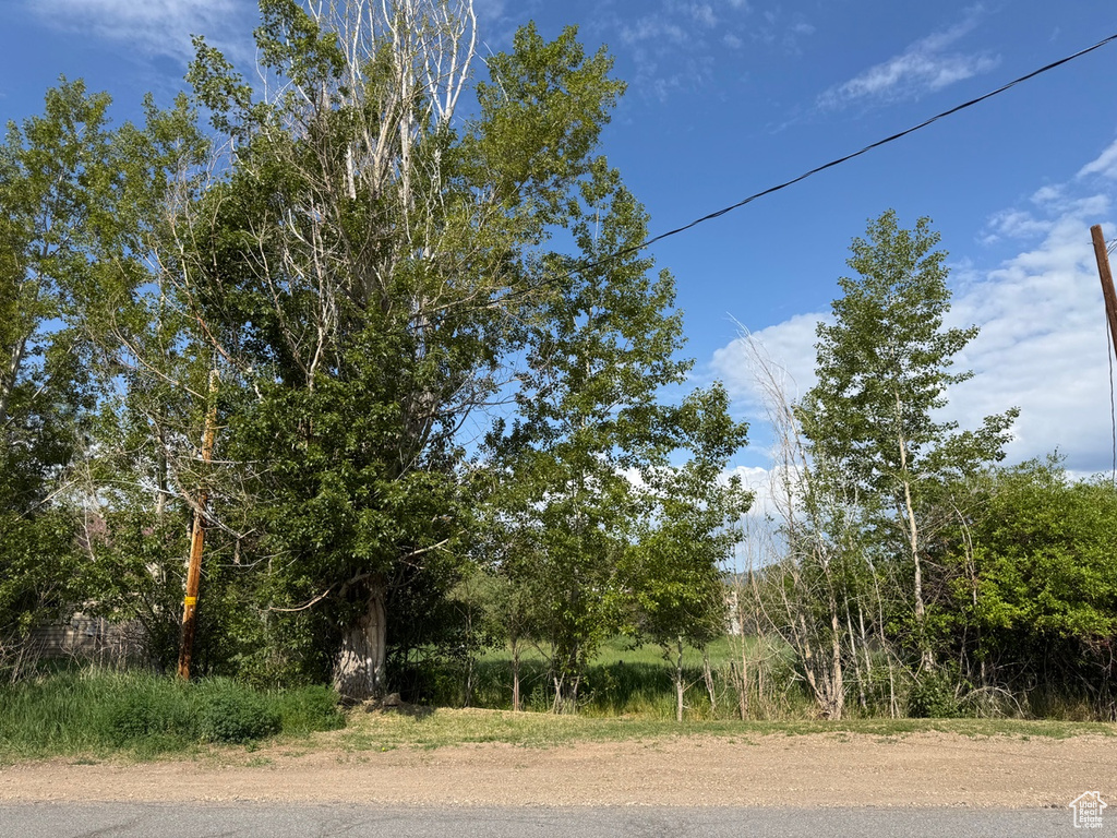 View of local wilderness