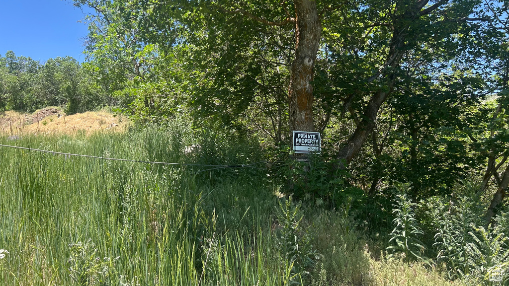 View of local wilderness