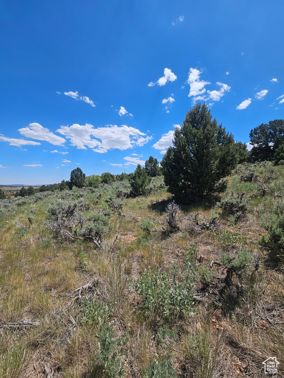View of local wilderness