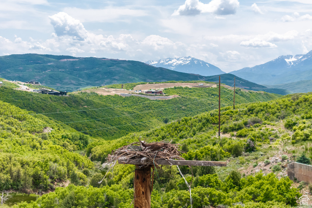 View of mountain background featuring a heavily wooded area