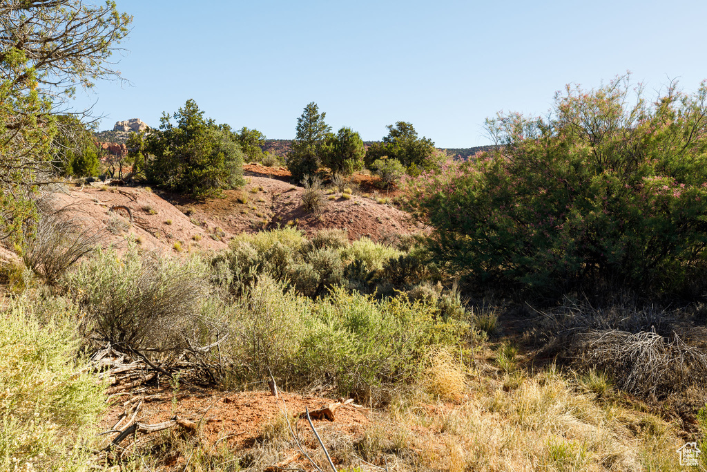 View of local wilderness
