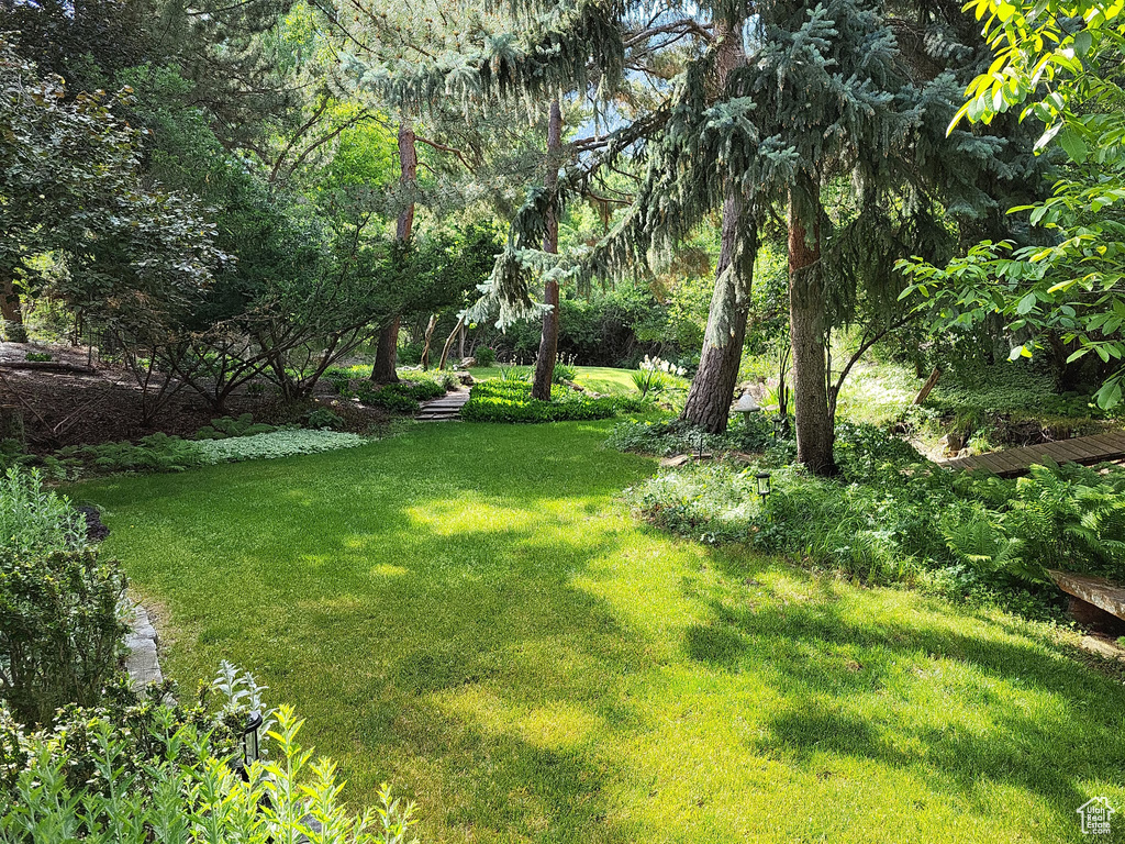 View of grassy yard