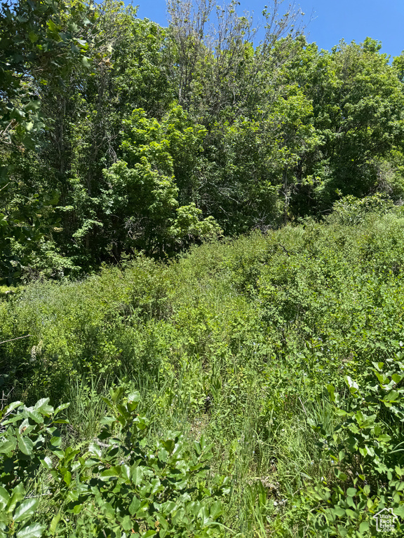 View of nature