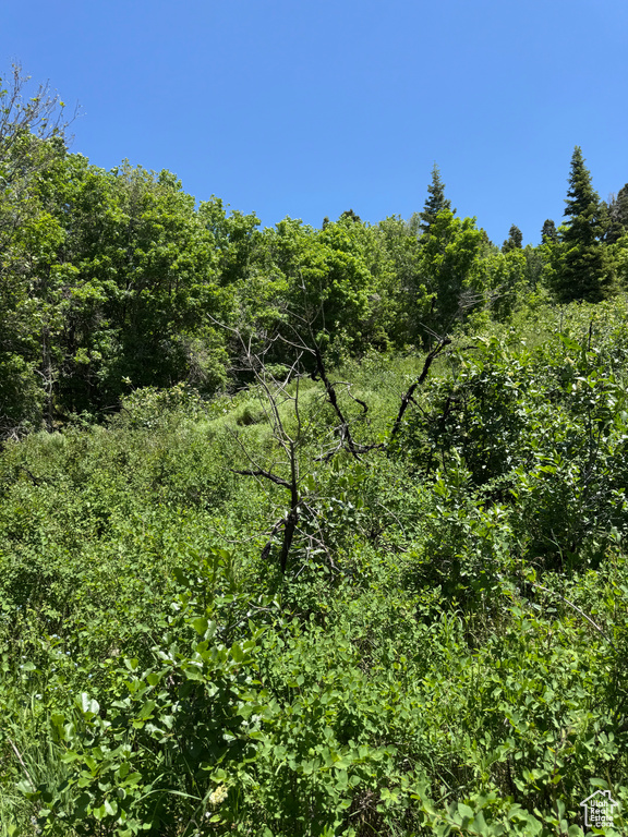 View of wooded area