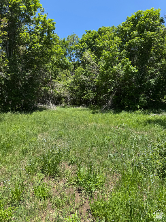 View of local wilderness