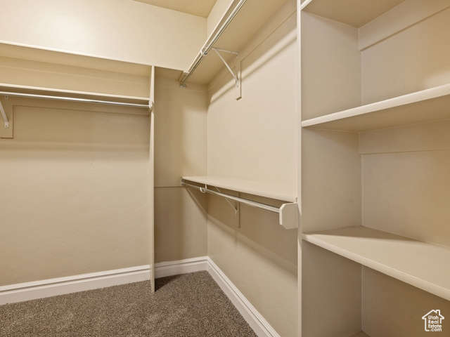 Walk in closet featuring carpet floors