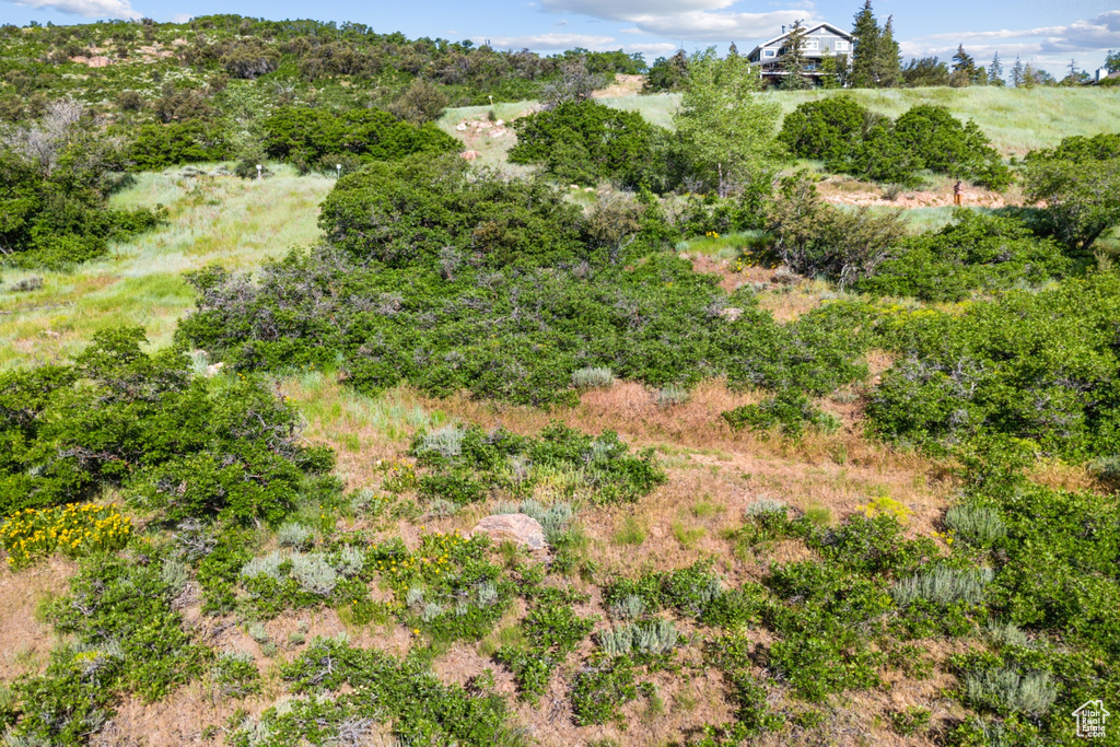 View of local wilderness